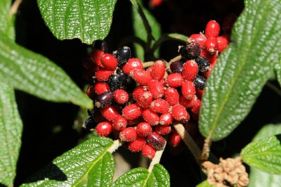 Viburnum rhytidophyllum - kalina vrásčitolistá - plod